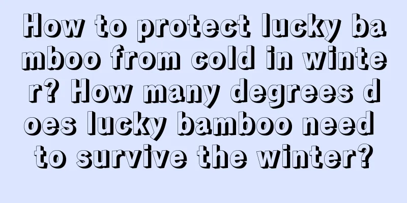 How to protect lucky bamboo from cold in winter? How many degrees does lucky bamboo need to survive the winter?