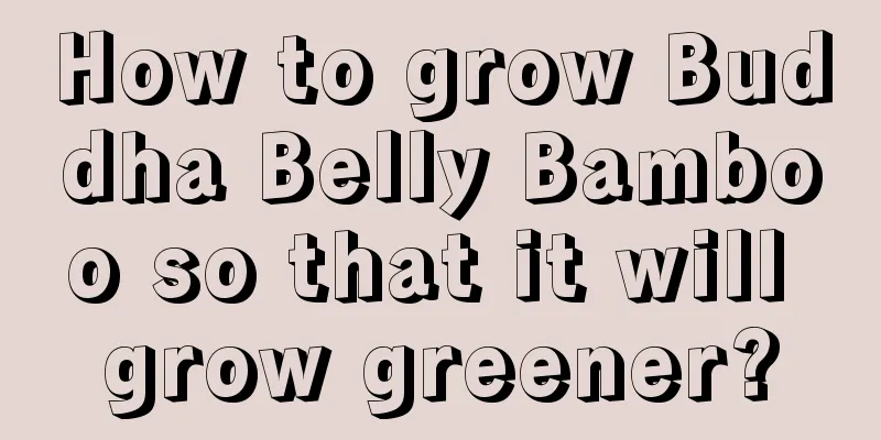 How to grow Buddha Belly Bamboo so that it will grow greener?