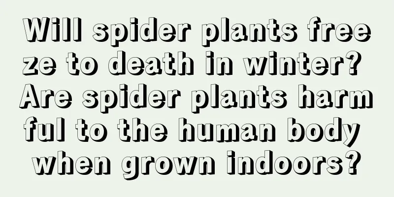 Will spider plants freeze to death in winter? Are spider plants harmful to the human body when grown indoors?