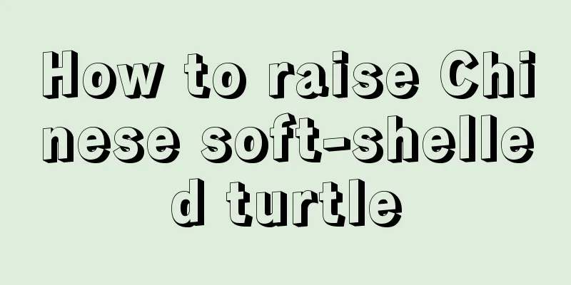 How to raise Chinese soft-shelled turtle