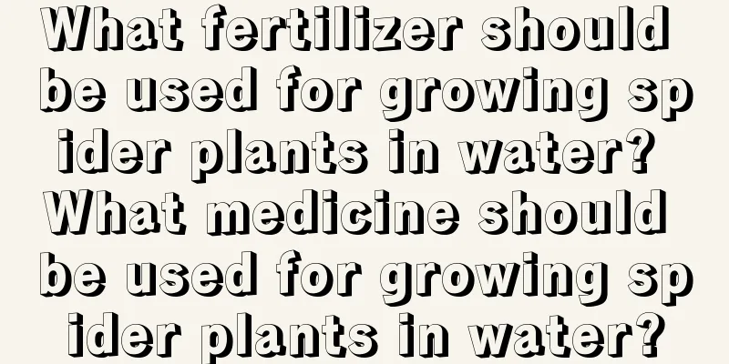 What fertilizer should be used for growing spider plants in water? What medicine should be used for growing spider plants in water?