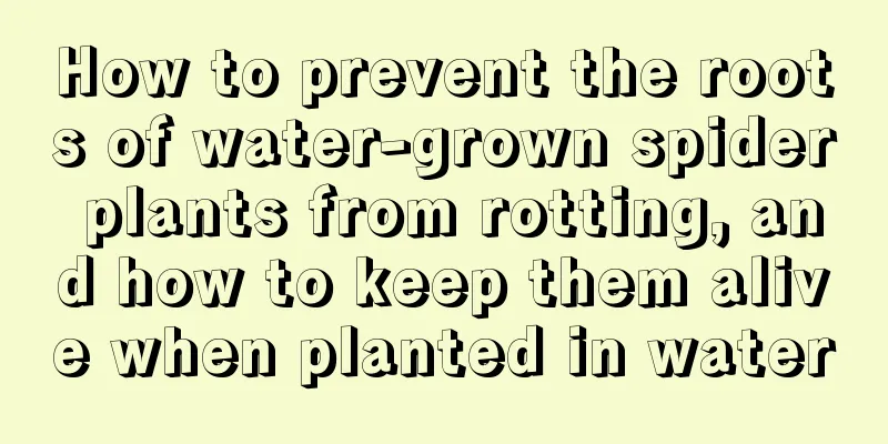 How to prevent the roots of water-grown spider plants from rotting, and how to keep them alive when planted in water