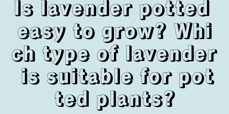 Is lavender potted easy to grow? Which type of lavender is suitable for potted plants?