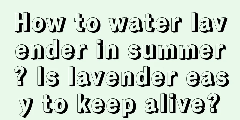 How to water lavender in summer? Is lavender easy to keep alive?