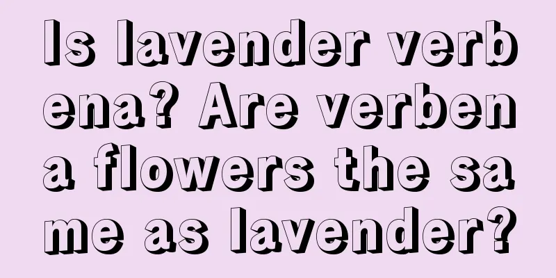 Is lavender verbena? Are verbena flowers the same as lavender?