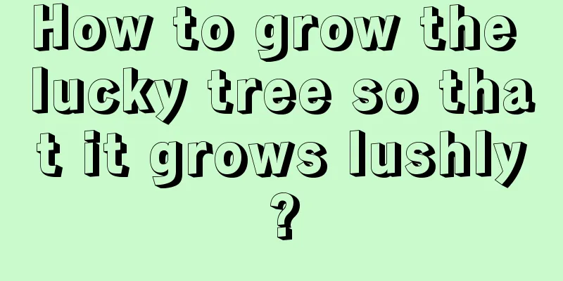 How to grow the lucky tree so that it grows lushly?