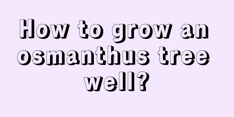 How to grow an osmanthus tree well?