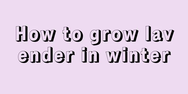 How to grow lavender in winter