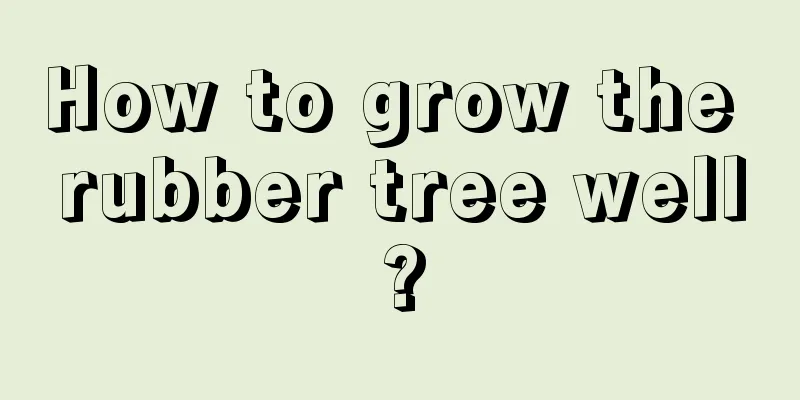 How to grow the rubber tree well?