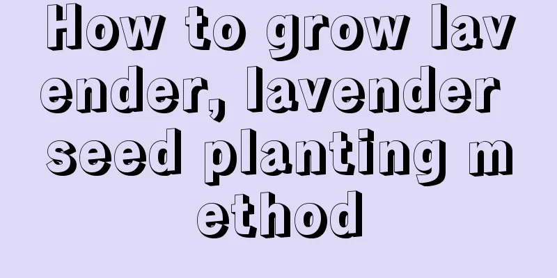 How to grow lavender, lavender seed planting method