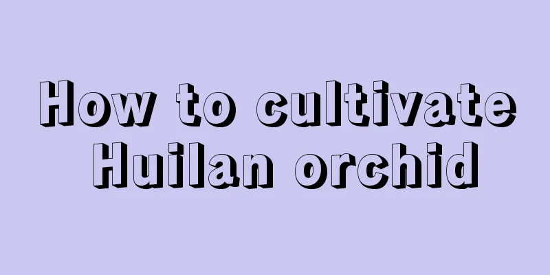 How to cultivate Huilan orchid