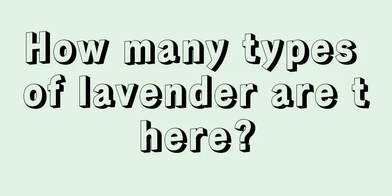 How many types of lavender are there?