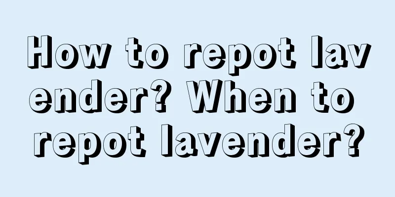 How to repot lavender? When to repot lavender?