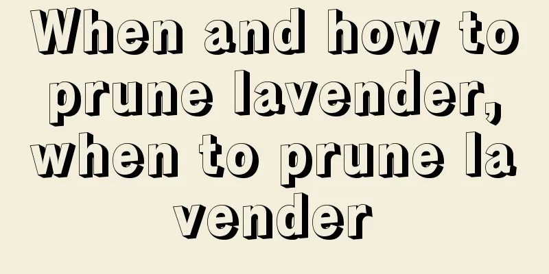 When and how to prune lavender, when to prune lavender