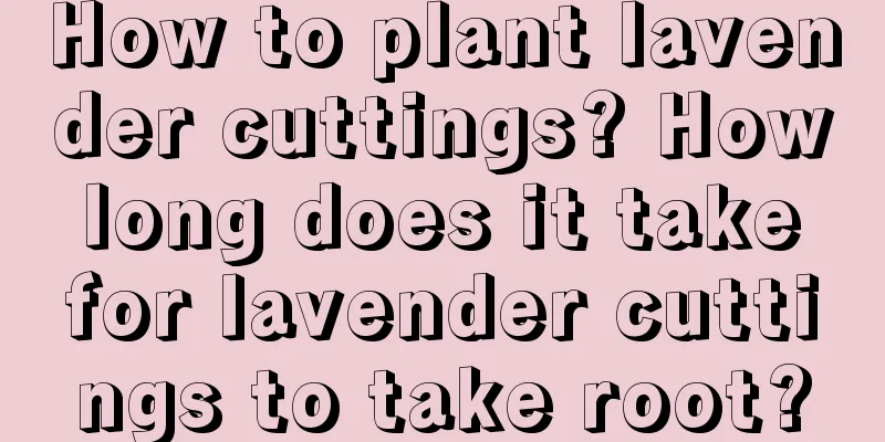 How to plant lavender cuttings? How long does it take for lavender cuttings to take root?