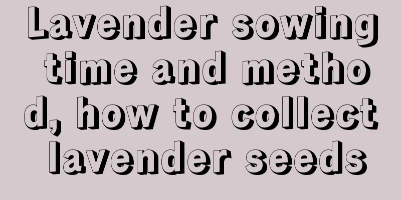 Lavender sowing time and method, how to collect lavender seeds