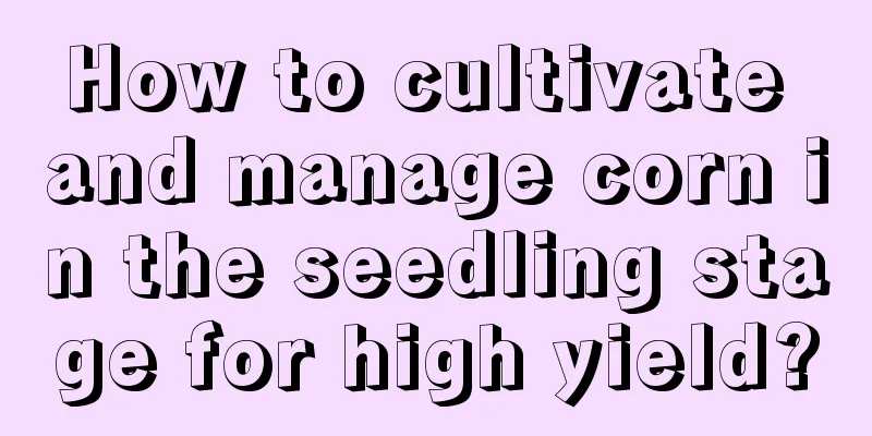 How to cultivate and manage corn in the seedling stage for high yield?