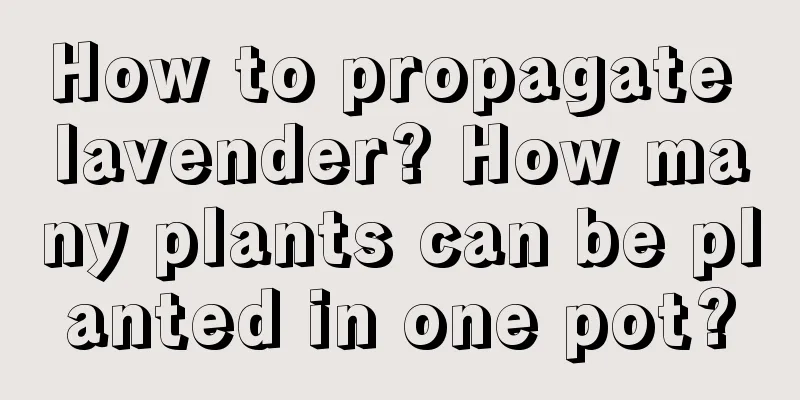 How to propagate lavender? How many plants can be planted in one pot?