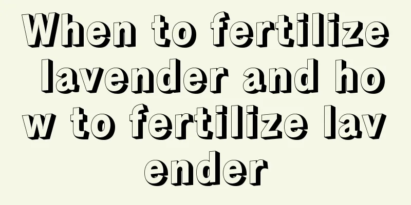 When to fertilize lavender and how to fertilize lavender