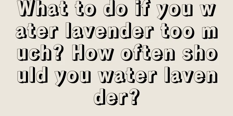 What to do if you water lavender too much? How often should you water lavender?