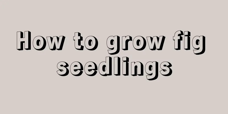 How to grow fig seedlings