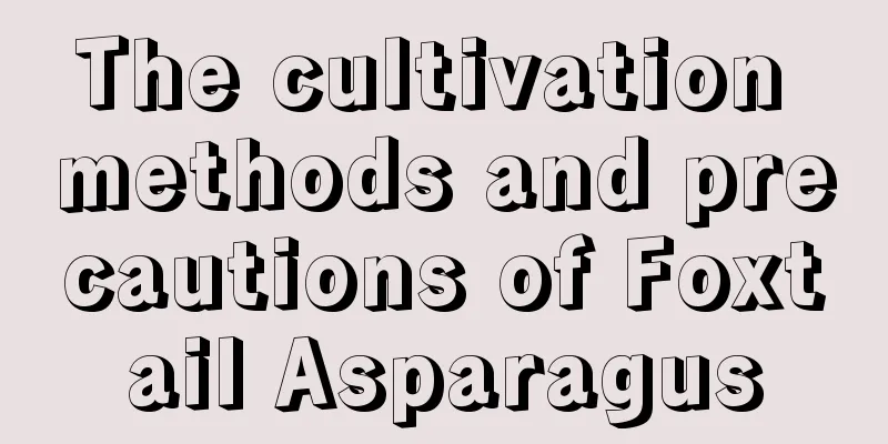 The cultivation methods and precautions of Foxtail Asparagus