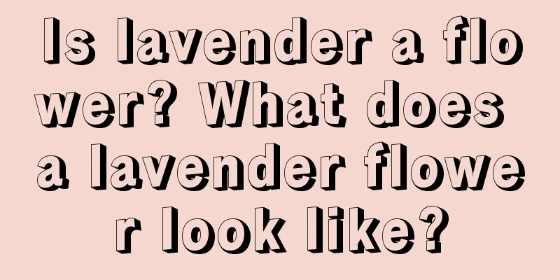 Is lavender a flower? What does a lavender flower look like?