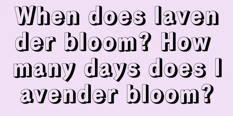 When does lavender bloom? How many days does lavender bloom?