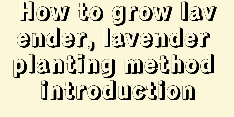 How to grow lavender, lavender planting method introduction