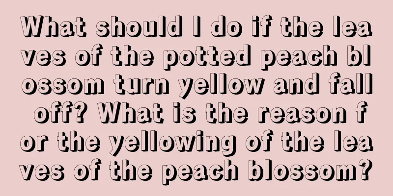 What should I do if the leaves of the potted peach blossom turn yellow and fall off? What is the reason for the yellowing of the leaves of the peach blossom?