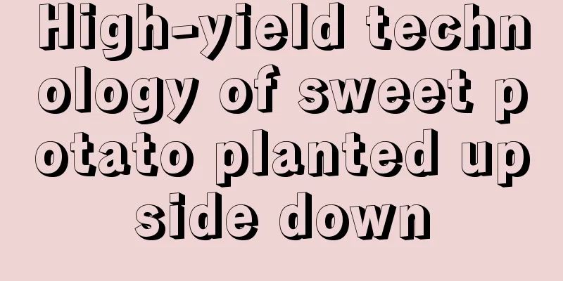 High-yield technology of sweet potato planted upside down