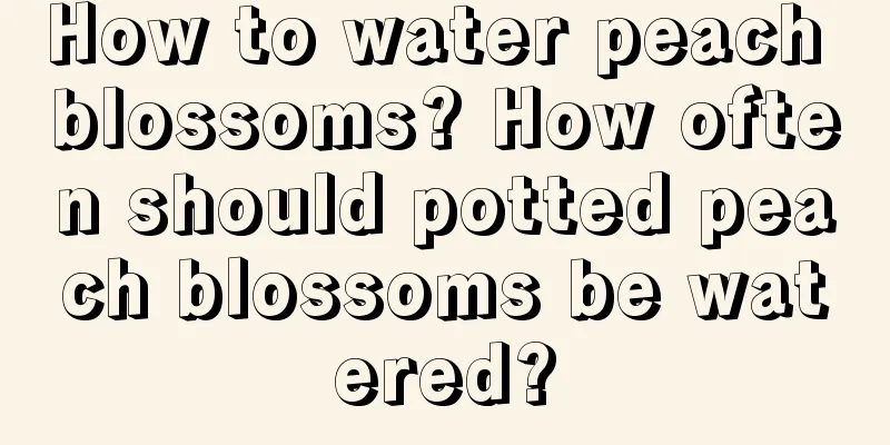 How to water peach blossoms? How often should potted peach blossoms be watered?