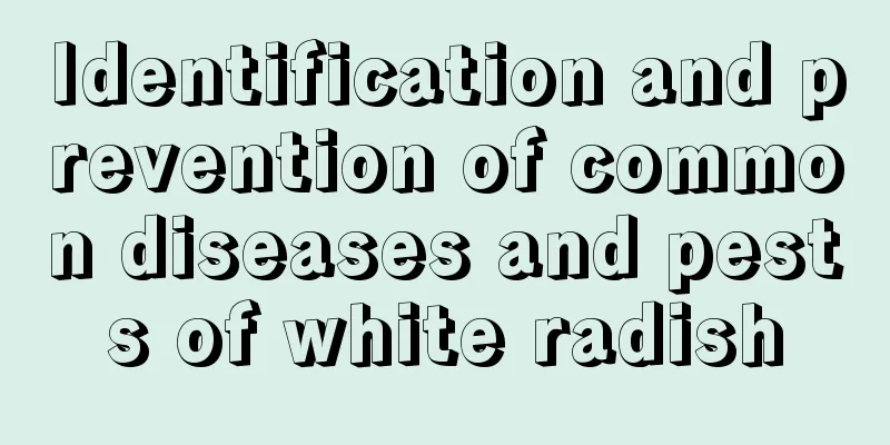 Identification and prevention of common diseases and pests of white radish