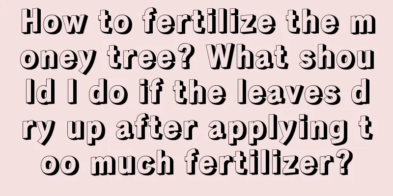 How to fertilize the money tree? What should I do if the leaves dry up after applying too much fertilizer?