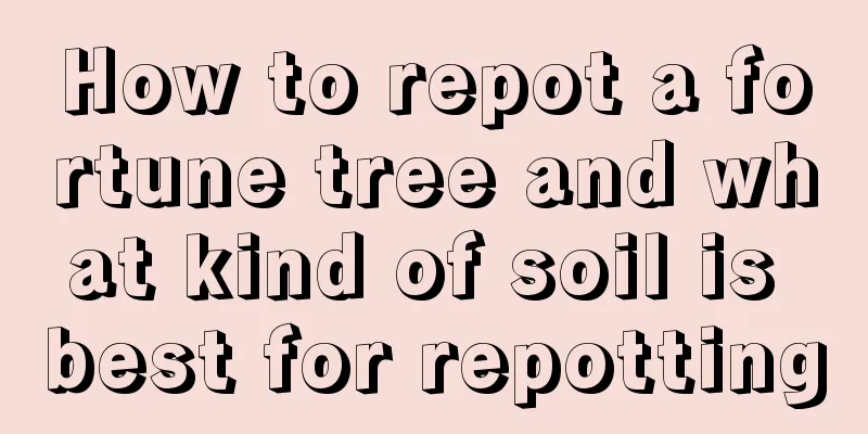 How to repot a fortune tree and what kind of soil is best for repotting