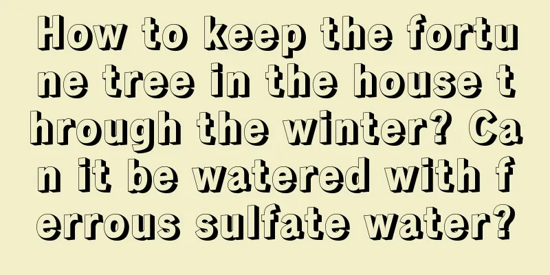 How to keep the fortune tree in the house through the winter? Can it be watered with ferrous sulfate water?