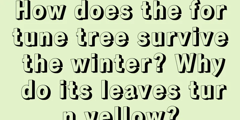 How does the fortune tree survive the winter? Why do its leaves turn yellow?