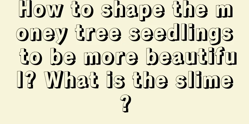 How to shape the money tree seedlings to be more beautiful? What is the slime?