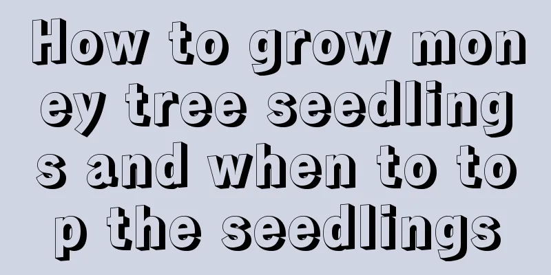 How to grow money tree seedlings and when to top the seedlings