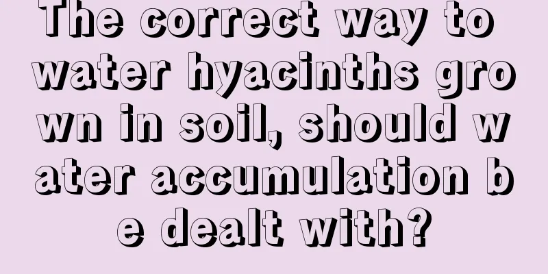 The correct way to water hyacinths grown in soil, should water accumulation be dealt with?