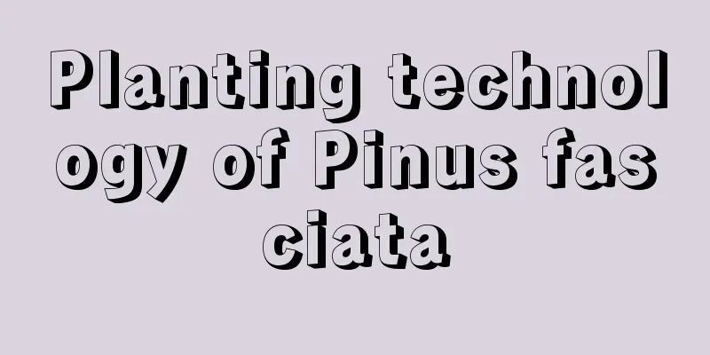 Planting technology of Pinus fasciata