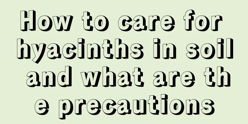 How to care for hyacinths in soil and what are the precautions