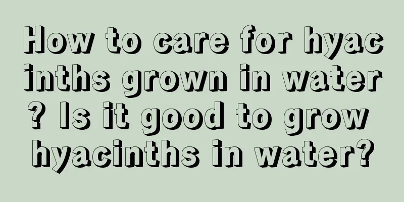 How to care for hyacinths grown in water? Is it good to grow hyacinths in water?