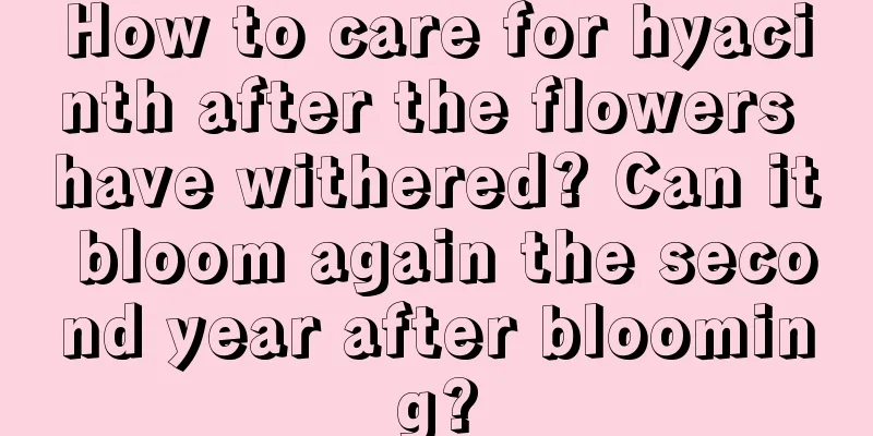 How to care for hyacinth after the flowers have withered? Can it bloom again the second year after blooming?