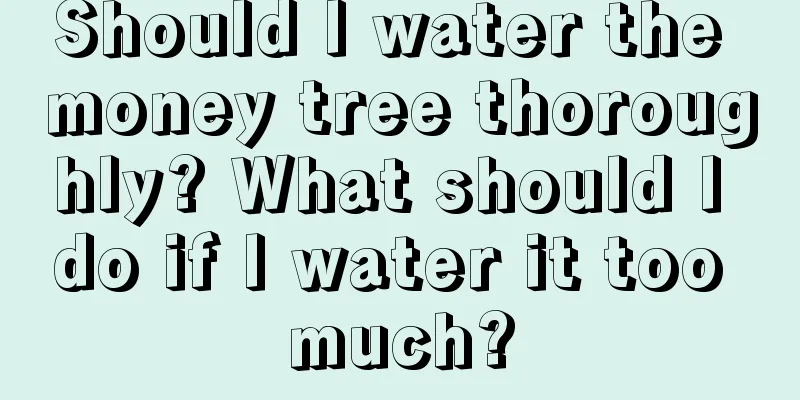 Should I water the money tree thoroughly? What should I do if I water it too much?