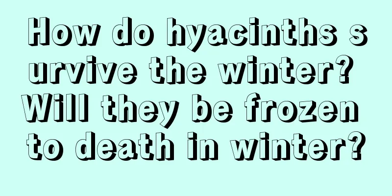 How do hyacinths survive the winter? Will they be frozen to death in winter?