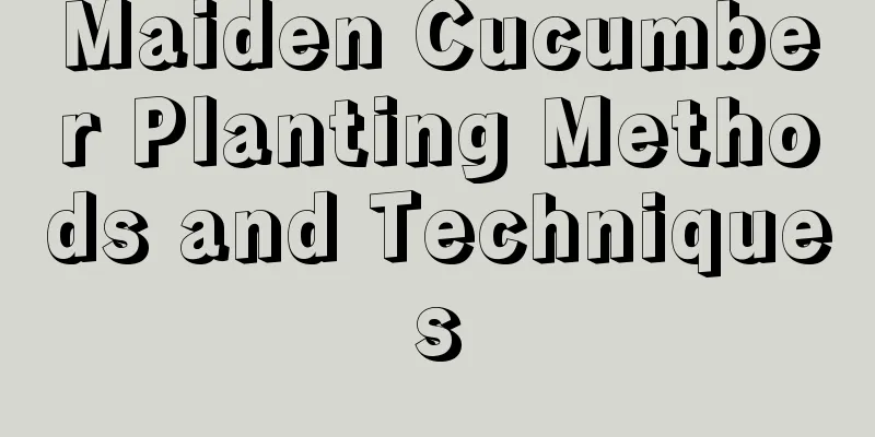 Maiden Cucumber Planting Methods and Techniques