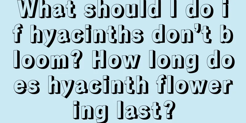 What should I do if hyacinths don’t bloom? How long does hyacinth flowering last?