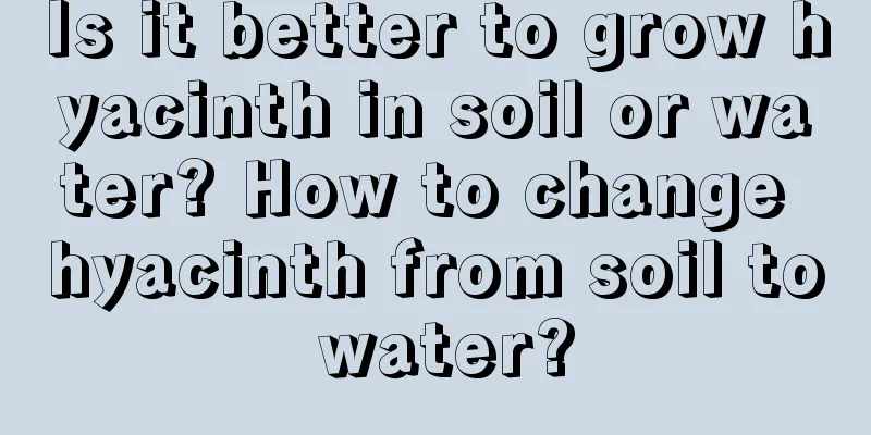 Is it better to grow hyacinth in soil or water? How to change hyacinth from soil to water?