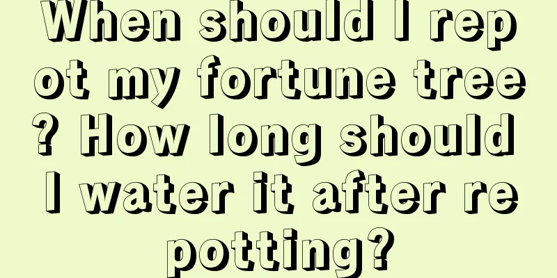 When should I repot my fortune tree? How long should I water it after repotting?